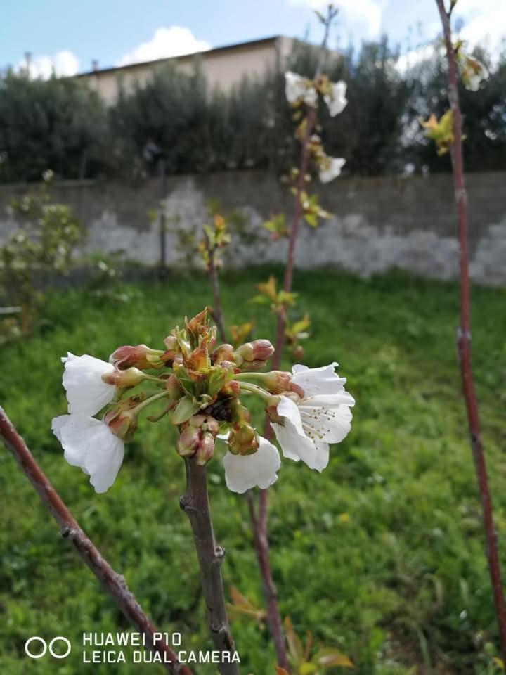 Bed and Breakfast Albero della musica Sassari Esterno foto