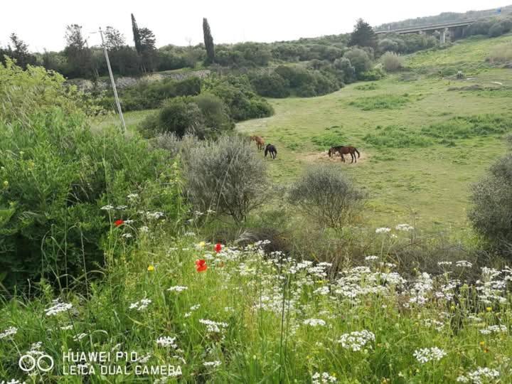 Bed and Breakfast Albero della musica Sassari Esterno foto